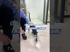 Oddychaj spokojnie dzięki Berkowi - rozwiązaniu dla zwierząt domowych!